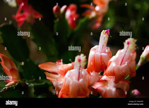 Christmas Cacti blossoming Stock Photo - Alamy