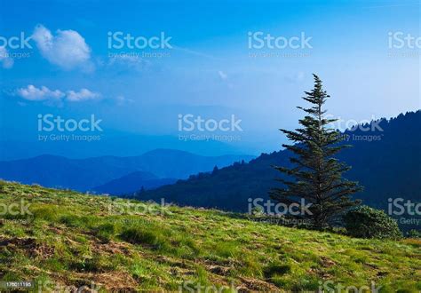 Roan Mountain State Park Stock Photo Download Image Now Roan