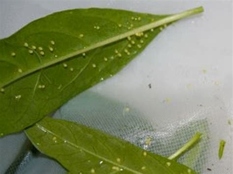 How to Disinfect Butterfly Eggs - Monarch Butterfly USA