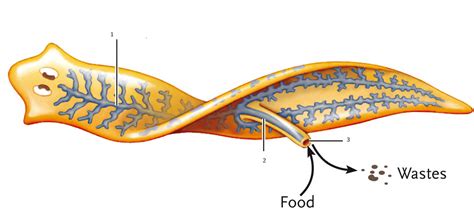 Phylum Platyhelminthes - Angelena Mangieri