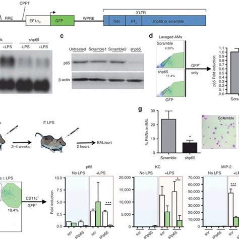 In vitro testing of a lentiviral NF κB reporter vector a Schematic