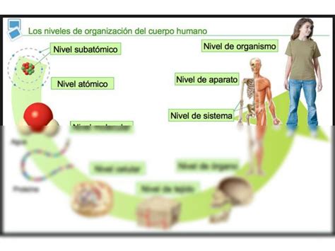 Solution Niveles De Organizaci N Del Cuerpo Humano Studypool