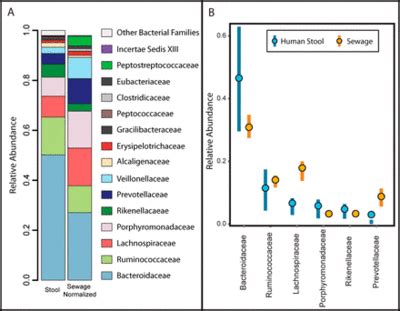 Bacteroide Composition In The Gut Microbewiki