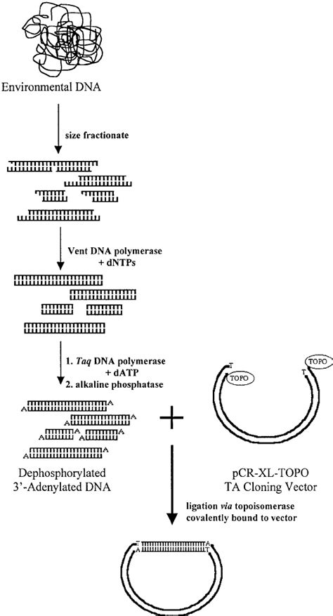 Overview Of Environmental Library Construction Using Pcr Xl Topo Topo