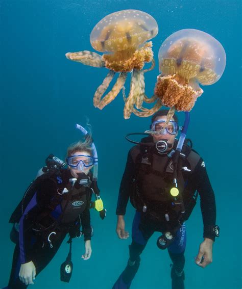 Jellyfish on the rise - DIVER magazine