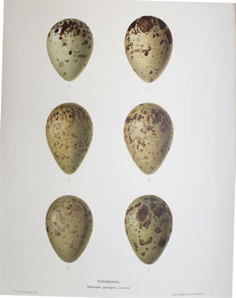 Eggs Of British Birds With An Account Of Their Breeding Habits Limicolae By Poynting F Very