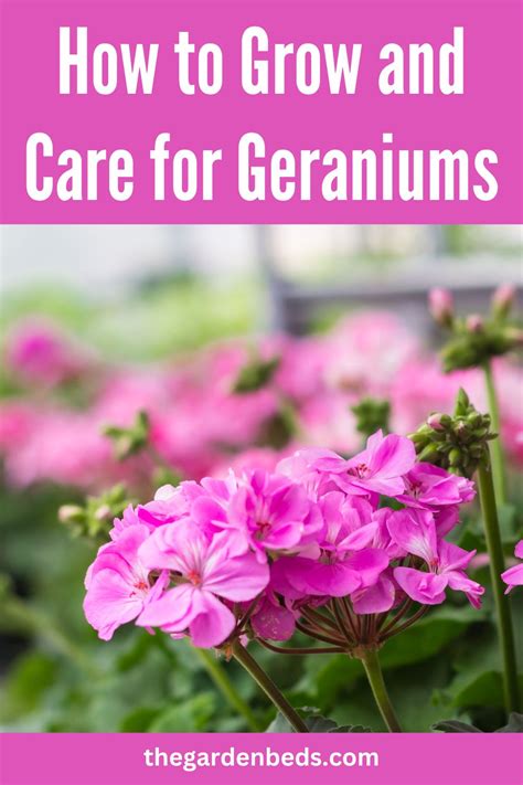 How To Grow And Care For Geraniums Garden Beds