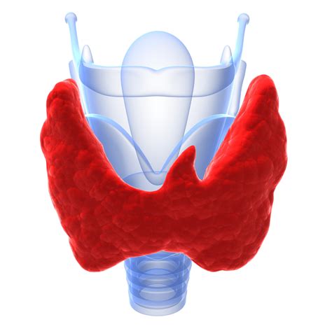 Homeocare International Pvt Ltd Thyroid Causes Symtoms And Homeopathy