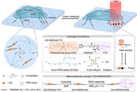 Schematic Of Cell Manipulation On Peg Hydrogel Platform Functionalized