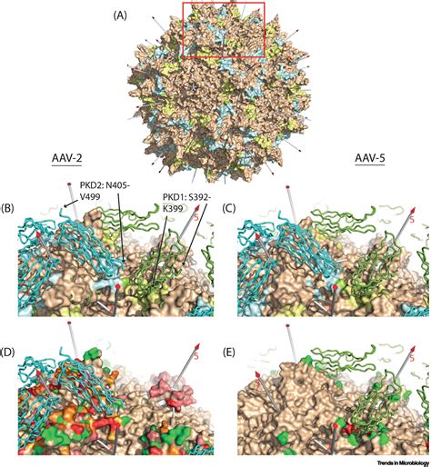 Adeno Associated Virus Aav Cell Entry Structural Insights Trends In