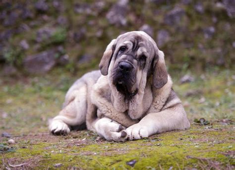 Spanish Mastiff | PetMD