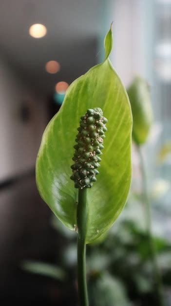 Hermosa Flor Blanca Spathiphyllum O Lirio De La Paz Como Planta