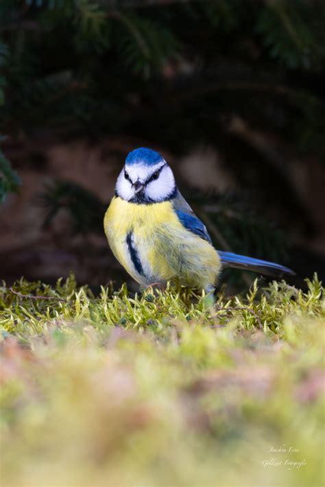 Birds Behance