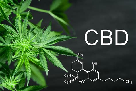 How Does CBD Interact With The Endocannabinoid System