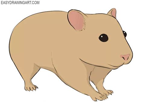 How To Draw A Hamster Easy Drawing Art