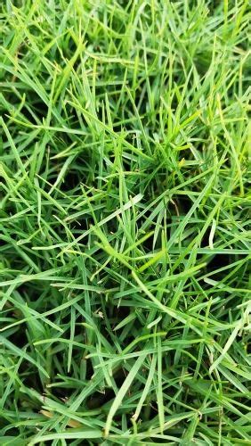 Bermuda Lawn Grass At Rs Sq Ft Cynodon Dactylon In Kolkata Id