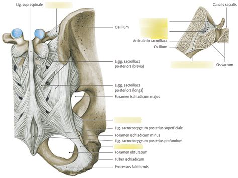 Anatomie Bänder Art sacroiliaca Diagram Quizlet