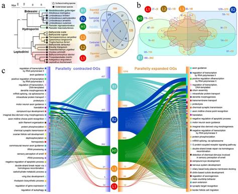 Parallel evolution across subterranean Coleoptera. a Phylogenetic ...