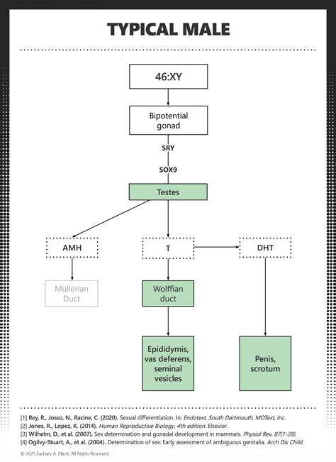 Sex Development Charts — Paradox Institute