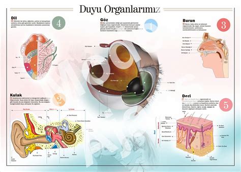 Duyu Organları 2013