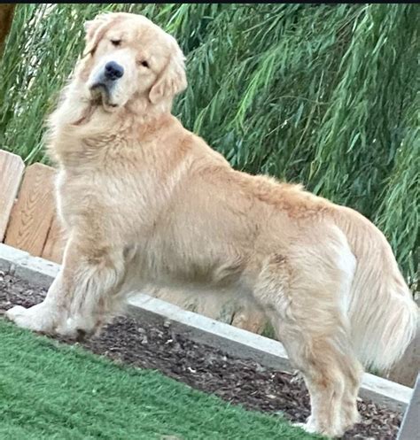 Goldens Ranger And Dorado Golden Retriever Puppies For Sale In Grants