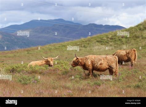 Highland Cattle Hi Res Stock Photography And Images Alamy