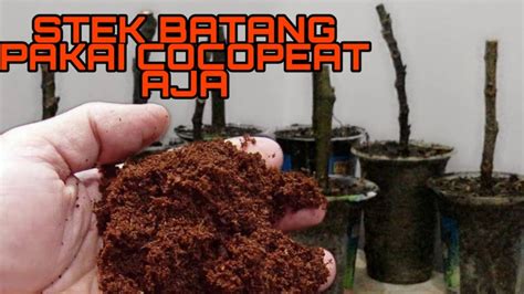 Cara Mudah Stek Batang Dengan Media Cocopeat Berhasil Youtube