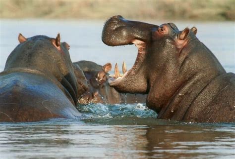 Elephant vs. Hippo - Animals Around The Globe