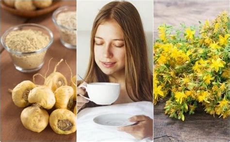 Medicinal Plants That Help Increase Sex Drive Step To Health