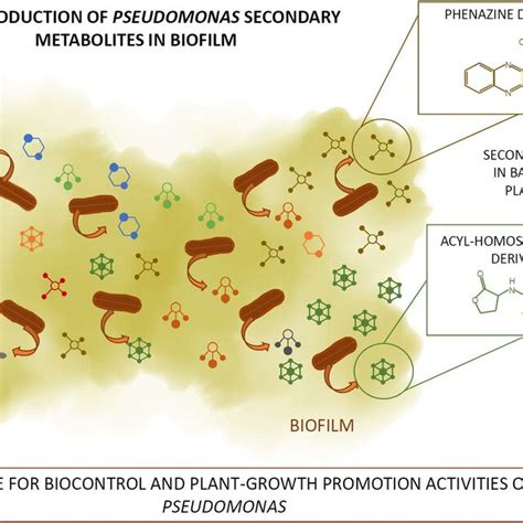 Chemical Characterization Of Annotated Secondary Metabolites Combined Download Scientific