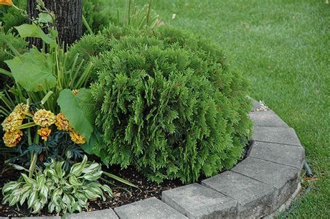 Thuja Occidentalis Danica G Ryerse Garden Gallery