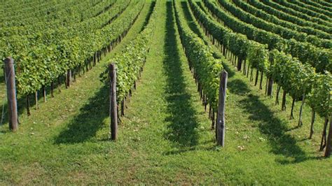 Kostenlose Foto Traube Rebe Weinberg Wein Feld Reise Europa