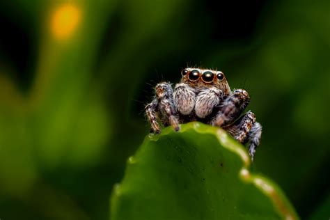 Jumping Spider Cute