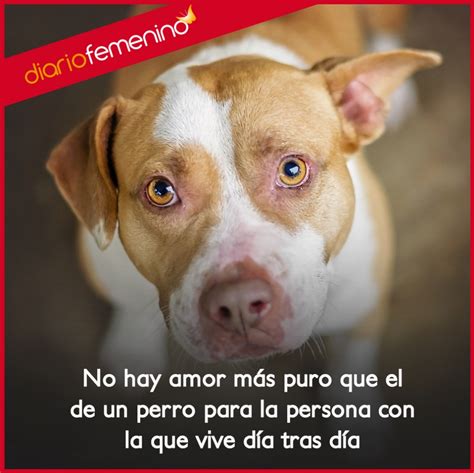 Frases De Amor Para Perros La Profundidad De Un Cariño Infinito