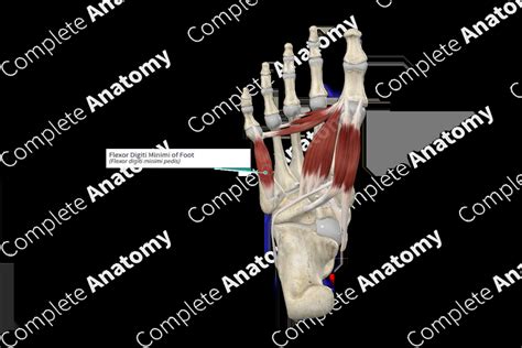 Flexor Digiti Minimi Of Foot Complete Anatomy