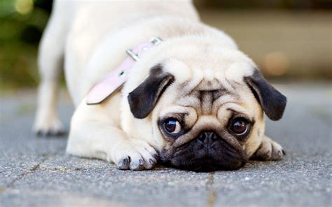 Pug Puppy Wallpaper (66+ images)