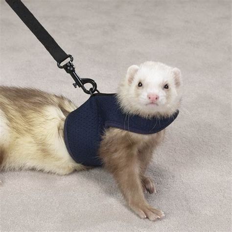 Ferret - All Pet News