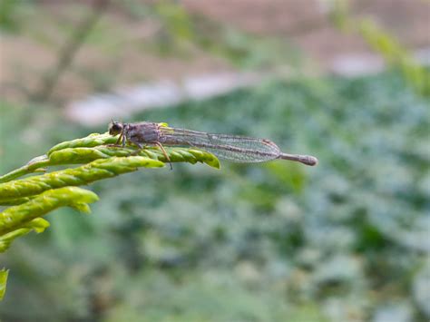 Ischnura Senegalensis Rambur 1842 By Sonu Kumar On 5 December 2023