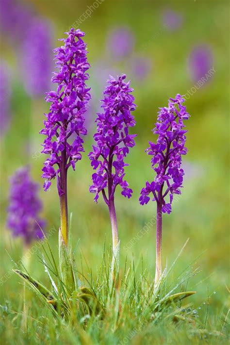 Early Purple Orchid Orchis Mascula Stock Image C