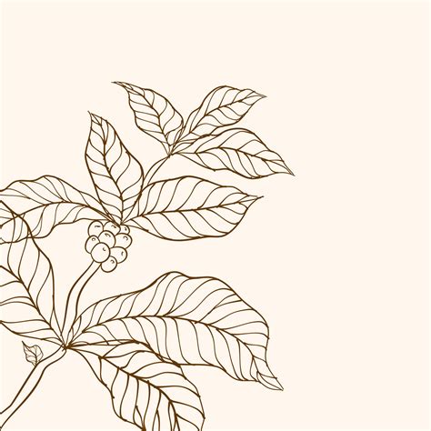 Coffee Beans And Leaves Coffee Plant Hand Drawn Coffee Branch Coffee