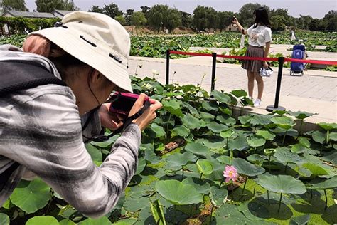 Ancient Lotus Blooms At Old Summer Palace Chinadaily Cn