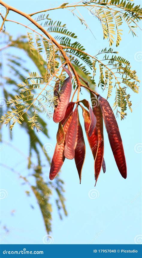 Red tamarind pods stock photo. Image of nutritive, ingredients - 17957040