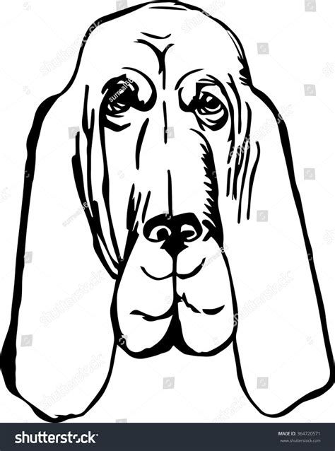 Bloodhound Dog Vector Illustration Hand Drawn Stock Vector Royalty