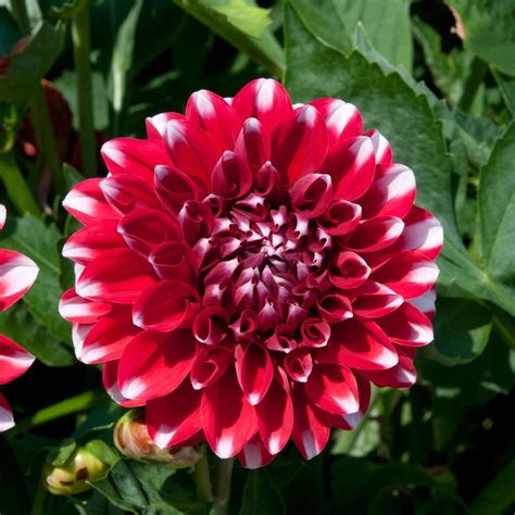 Dahlia Dalina Maxi Tampico 3 Large Plug Plants