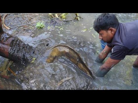 Catfish Catching From Village Pond By Hand Amazing Muddy Water