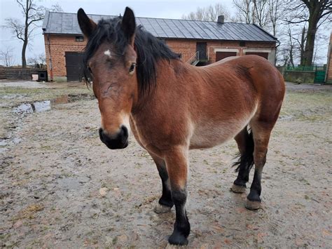 Klacz 3 letnia sprzedam Łęczyca OLX pl