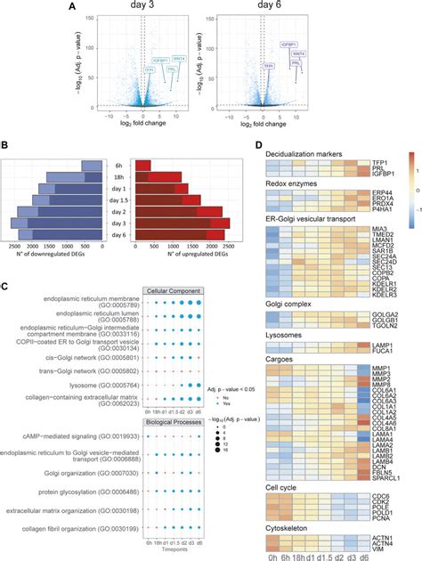 Transcriptional Reprogramming Of The Secretory Compartment Is An Early