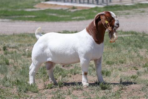 Boer Goat Buck