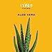 Amazon Costa Farms Aloe Vera Live Succulent Plant Easy To Grow