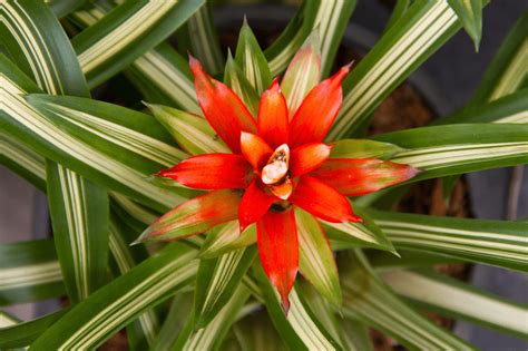 Bromeliad Plant Grow And Care Tips Plus 6 Best Varieties To Plant In 2022 Plants Bromeliads